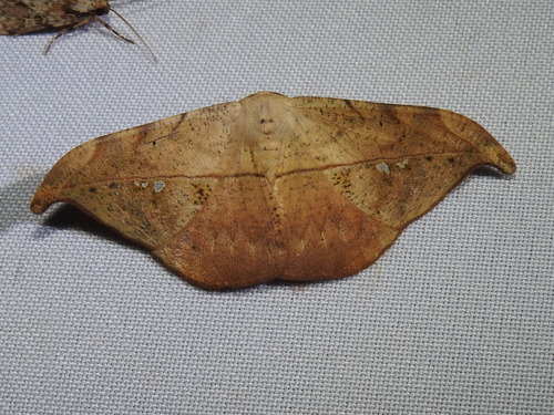 Oxydia platypterata