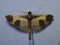 Syllepis
