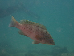 Epinephelus bleekeri