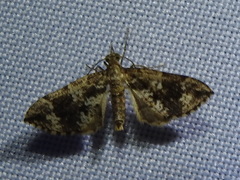 Psaliodes