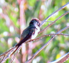 Rhodopis vesper