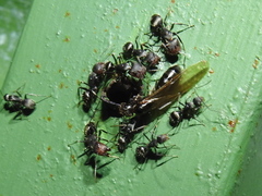 Camponotus novogranadensis image