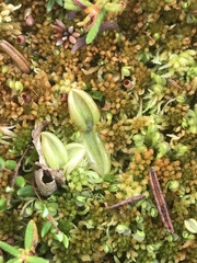 Pinguicula villosa