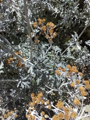 Jacobaea maritima
