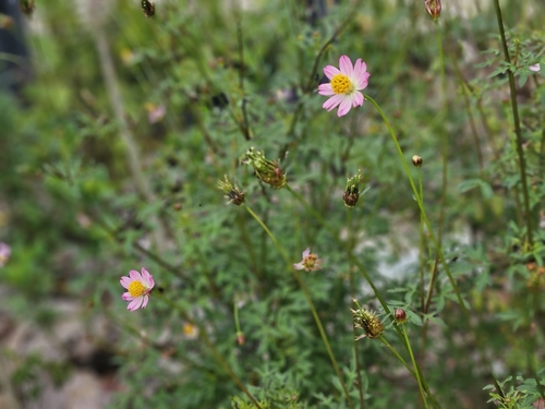 Image of Cosmos caudatus by (c) Angie Gan, some rights reserved (CC BY)