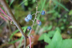 Ribes divaricatum