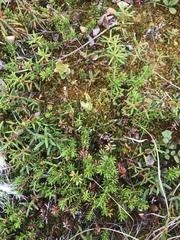 Pinguicula villosa