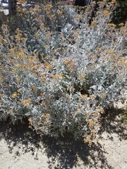 Jacobaea maritima
