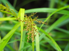 Scleria terrestris