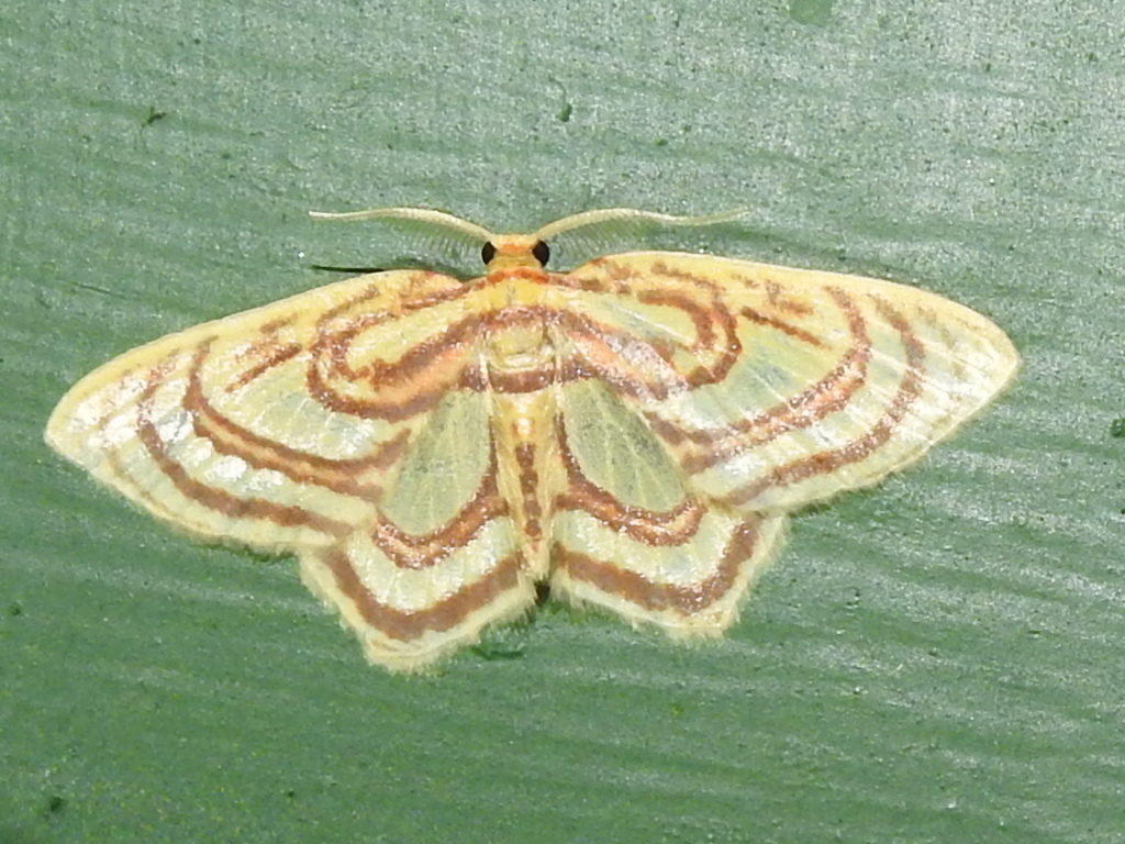 Eois isographata