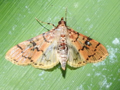 Azochis
