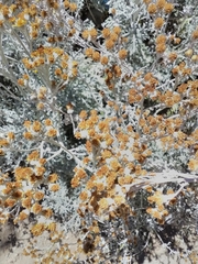 Jacobaea maritima