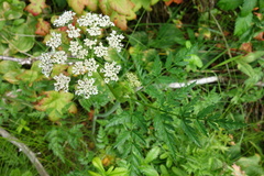 Conioselinum