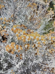 Jacobaea maritima