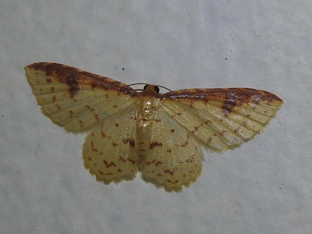 Eois brunneicosta