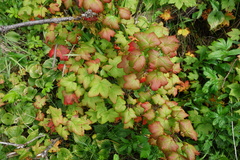 Ribes divaricatum