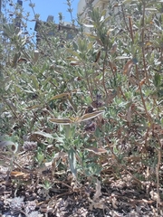 Salvia