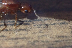 Solenopsis