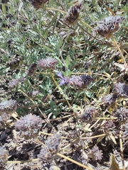 Salvia