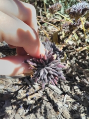 Salvia