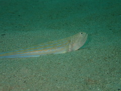 Trachinocephalus