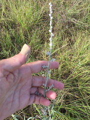 Pterocaulon virgatum