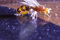 Solenopsis