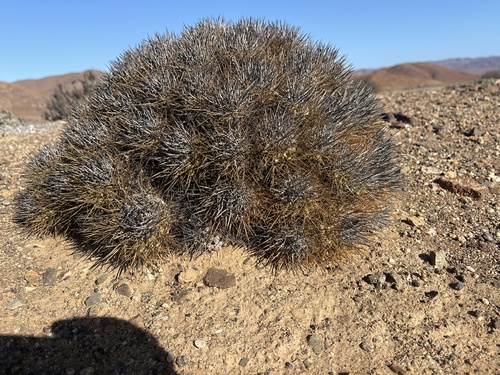 Copiapoa rupestris