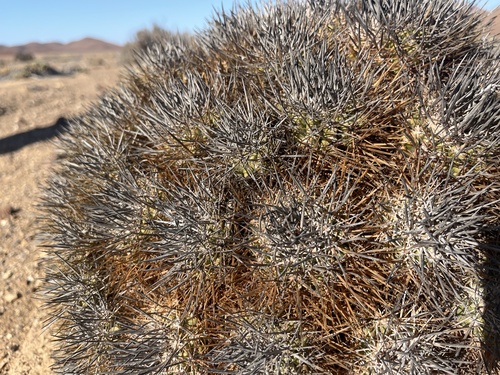 Copiapoa rupestris