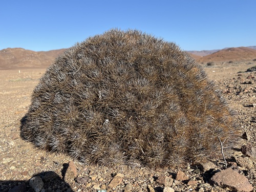 Copiapoa rupestris