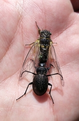 Calosoma cancellatum