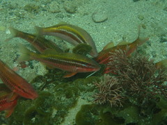 Parupeneus biaculeatus