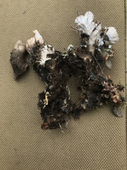 Peltigera malacea