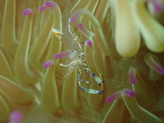 Ancylomenes holthuisi