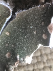 Peltigera malacea
