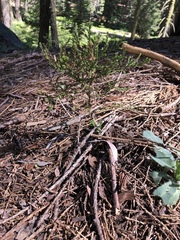 Sequoiadendron giganteum