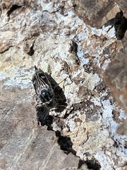 Tomoxia lineella