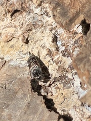 Tomoxia lineella