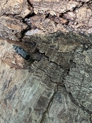 Tomoxia lineella