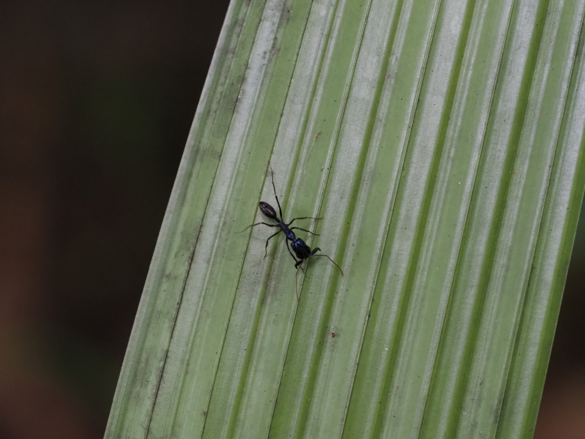Odontomachus aciculatus