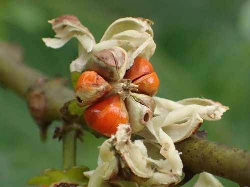 Glochidion zeylanicum (Gaertn.) A.Juss.