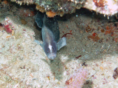 Rypticus saponaceus
