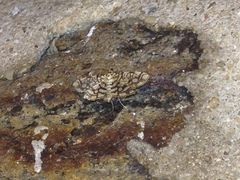 Lygropia rivulalis
