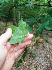 Acer leucoderme