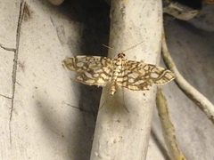 Lygropia rivulalis