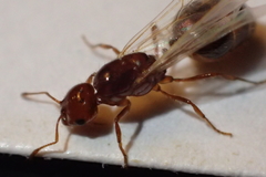 Solenopsis