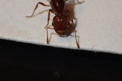 Solenopsis