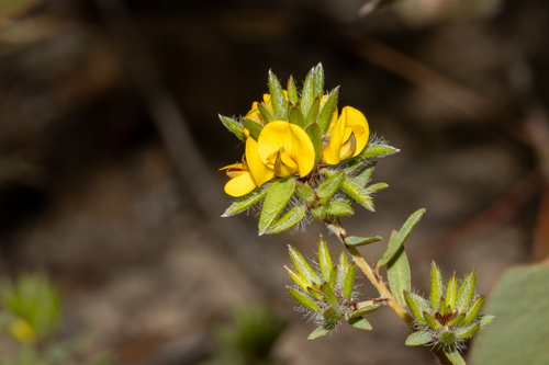 three-nerved bush-pea (Pultenaea trinervis)