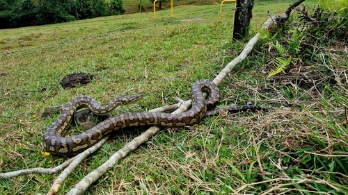 Coastal Carpet Python sighting