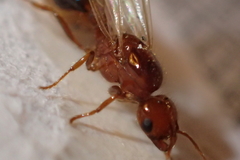 Solenopsis